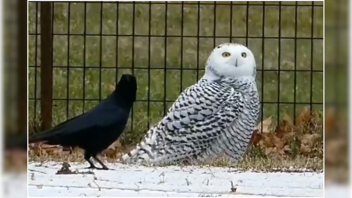Appearance of Snowy Owl in US Park after 130 Years Sets off Harry ...