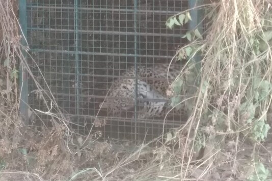 The leopard is seen in a cage after being caught. (News18)