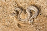 How do Sidewinder Snakes Move Sideways? Physics May Have an Answer