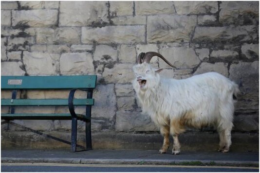 A British farmer earned nearly 50,000 pounds by renting out her goats for Zoom meeting appearances | Image for representation | Credit: Reuters