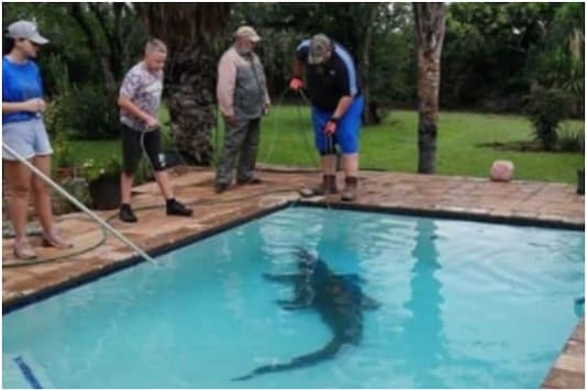 Image result for South African Couple Left Stunned after Finding 10-ft Crocodile Chilling in Their Pool