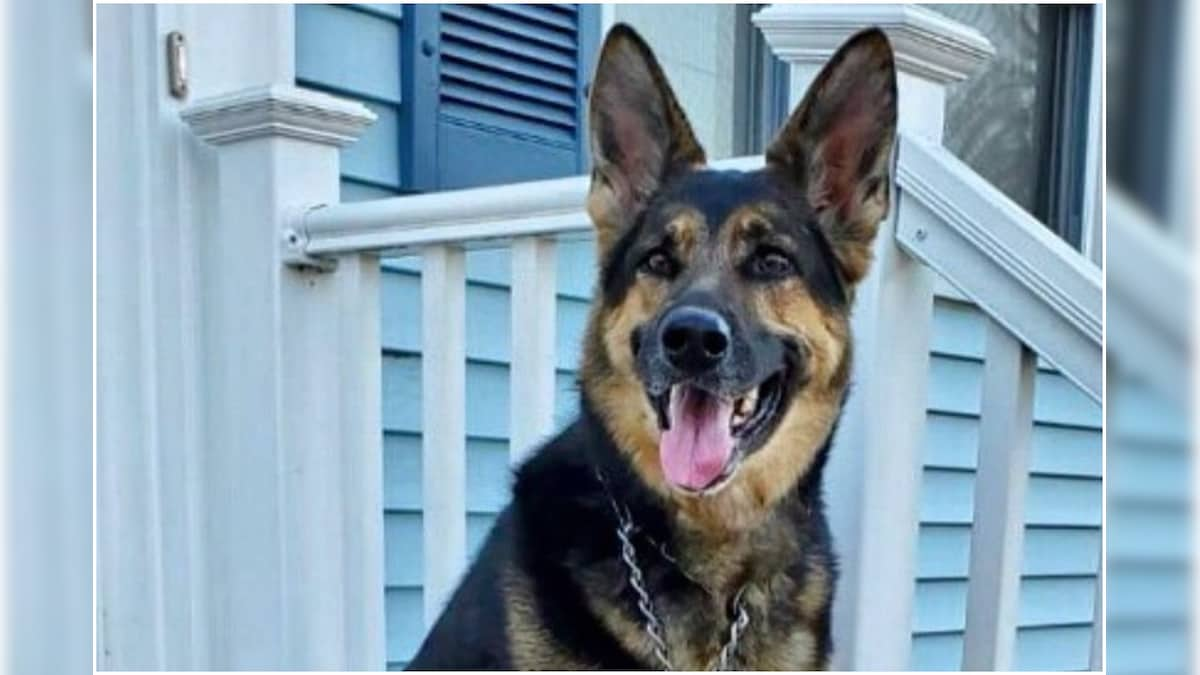 Save a hot sale german shepherd