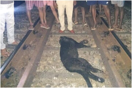 Rare Black Panther Hit by Speeding Train in Karnataka, Twitter Calls it ...