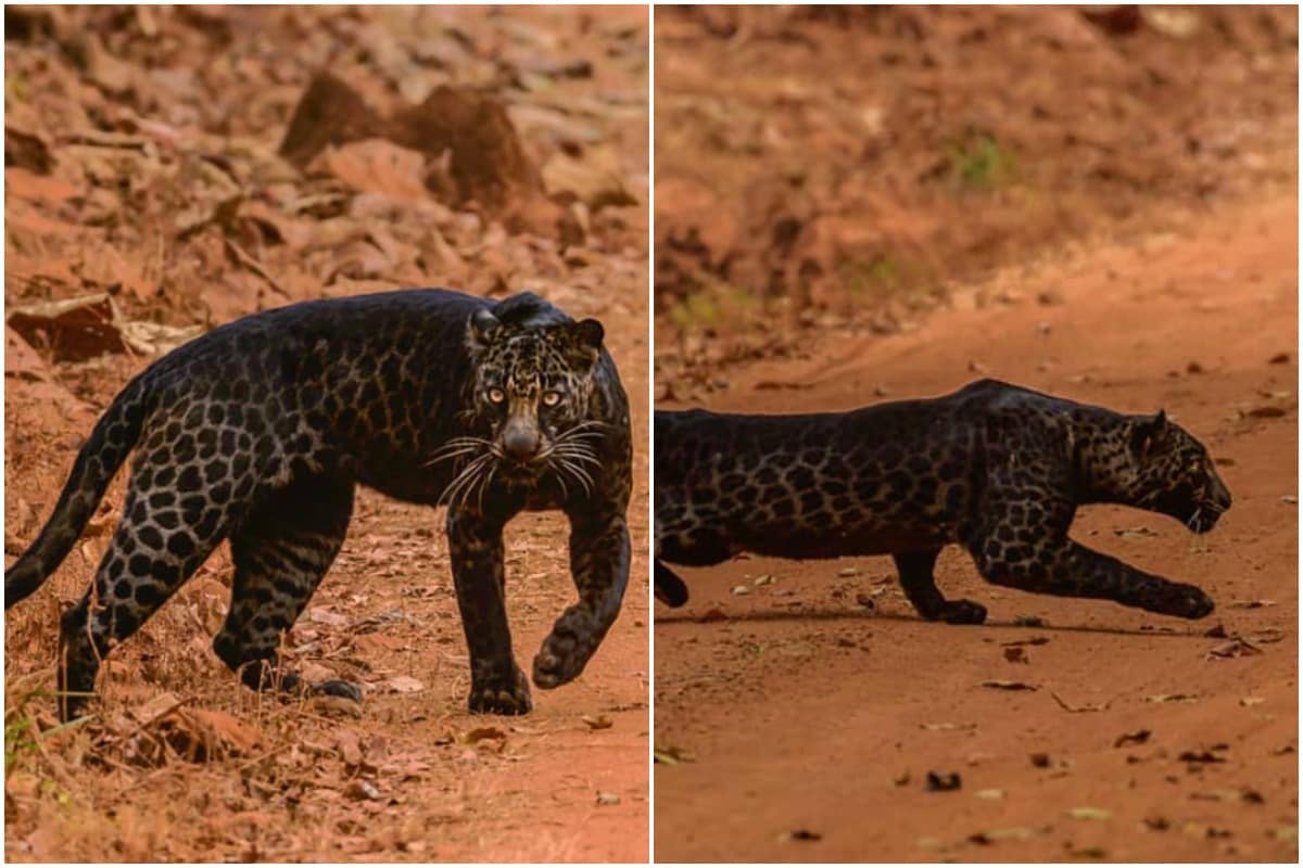 melanistic leopard