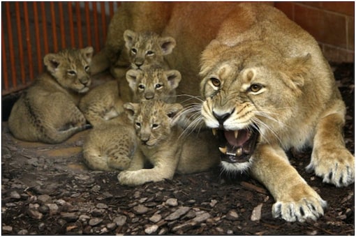 Asiatic Lion Attacks poachers to Save its Cubs in Gujarat, Accused Nabbed Asiatic Lion Attacks poachers to Save its Cubs in Gujarat, Accused Nabbed