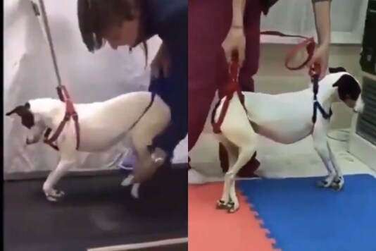 Video grab of the paralysed dog being nursed.
(Credit: Twitter/ Rex Chapman)