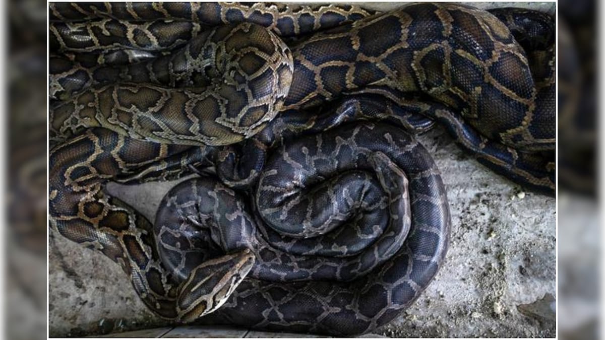 Burmese Python Sinks Fangs into Snake Handler's Eyebrows as He Keeps ...