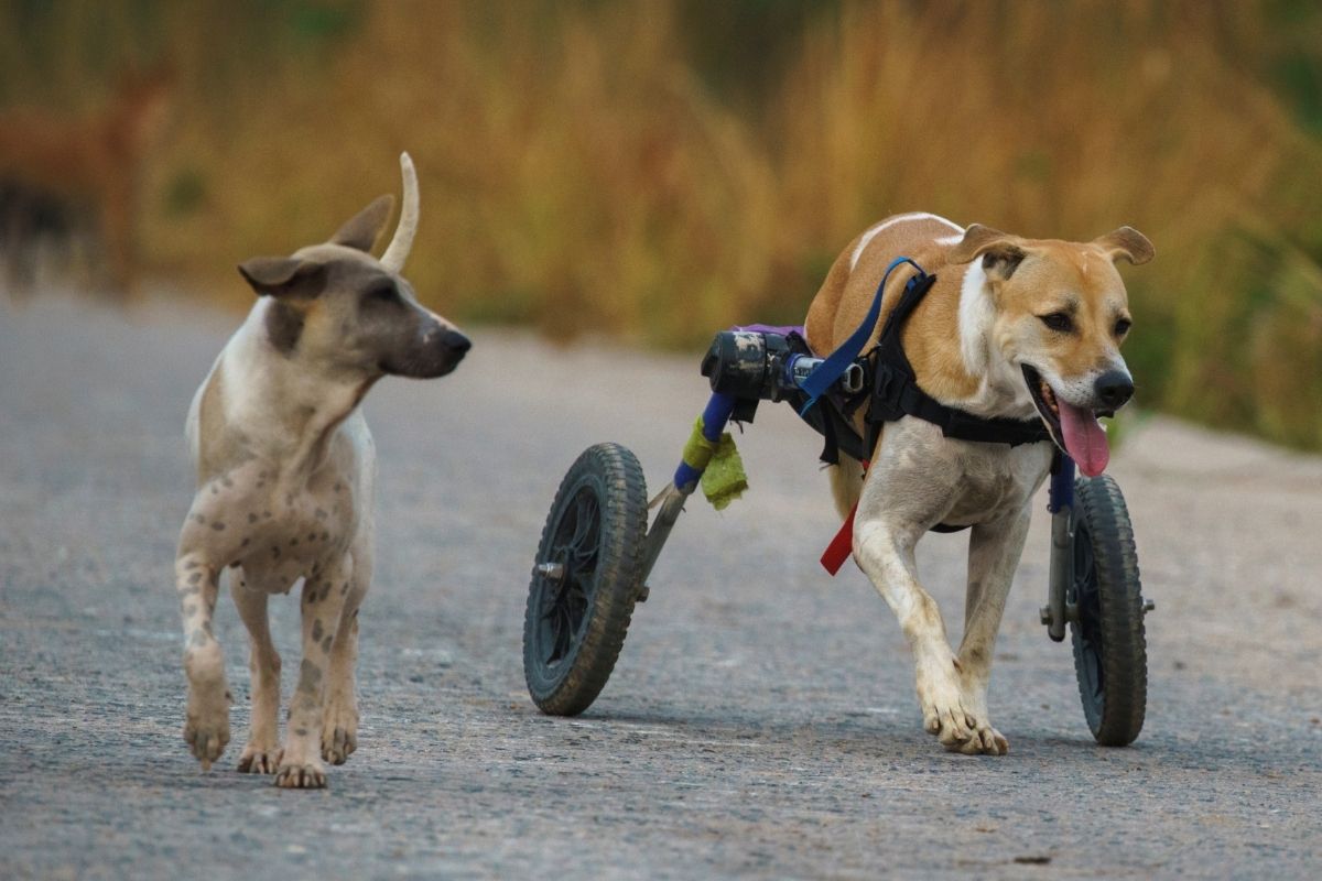 This Shelter for Disabled Dogs in Thailand is Struggling Without