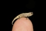 World's Smallest Reptile, Small Enough to Fit on Fingertip, Has Been Found in Madagascar