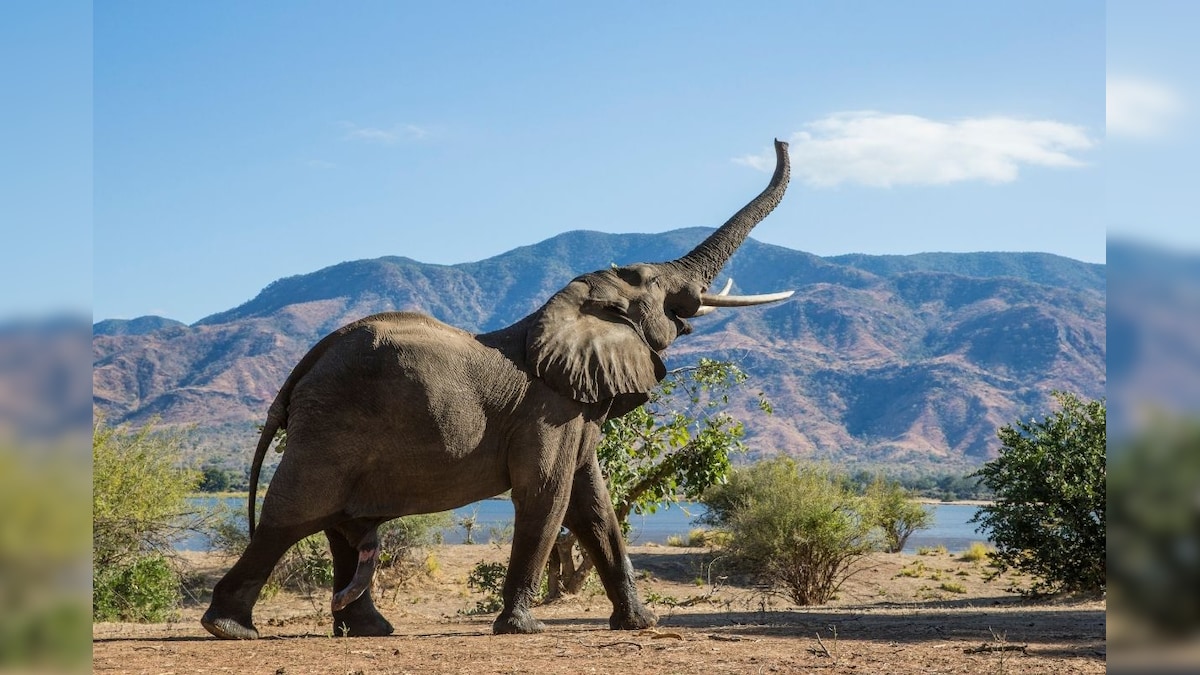 Bee-fences to Keep Elephants at Bay in Karnataka's Kodagu Amid Rising Animal-human Conflict