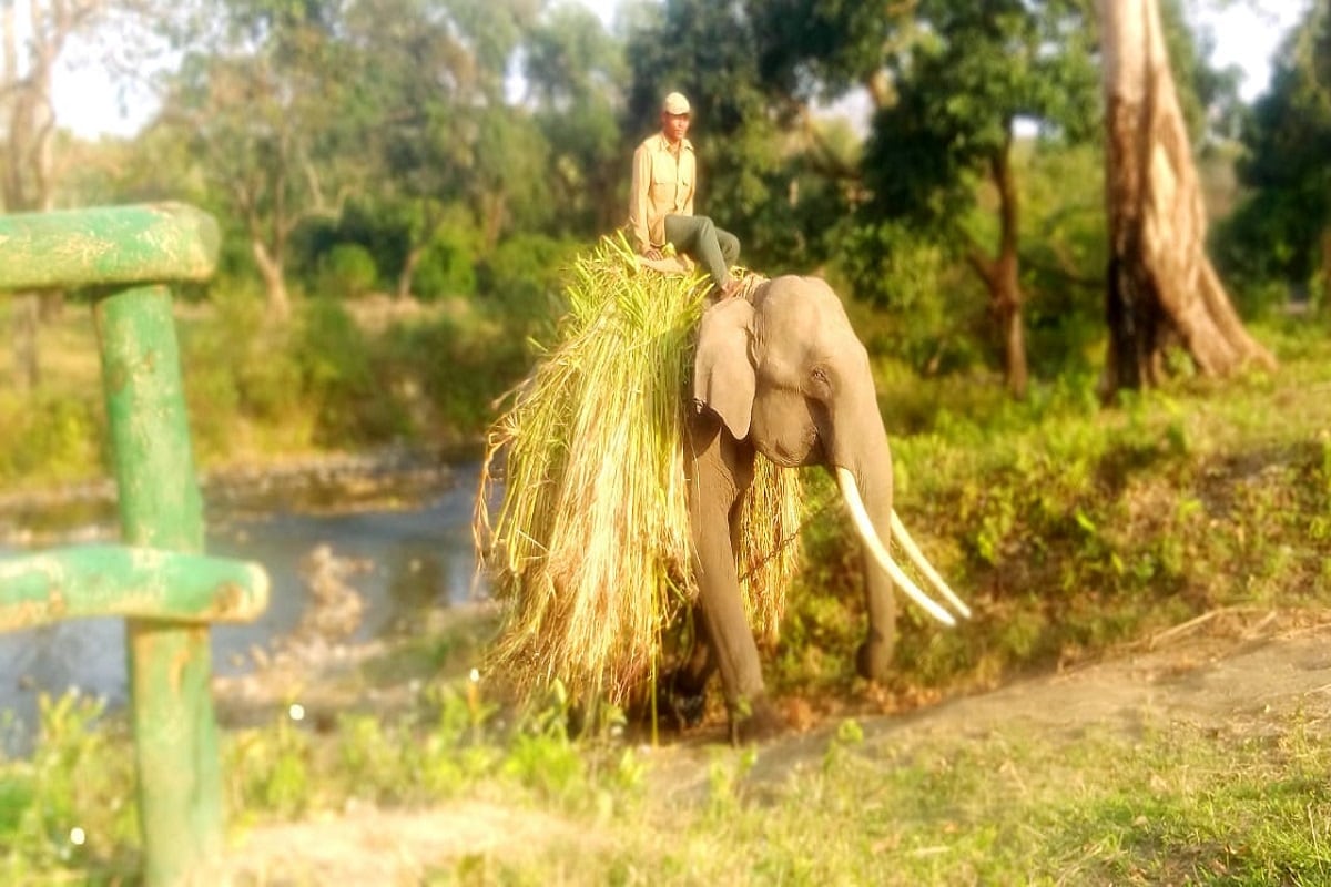 In a First, Manas National Park in Assam Introduces Cycle Safaris for Tourists
