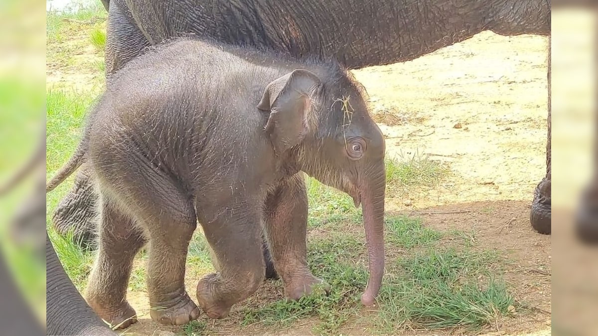 Dudhwa Tiger Reserve Invites People to Name Newborn Elephant, Announces ‘Surprise Gift’