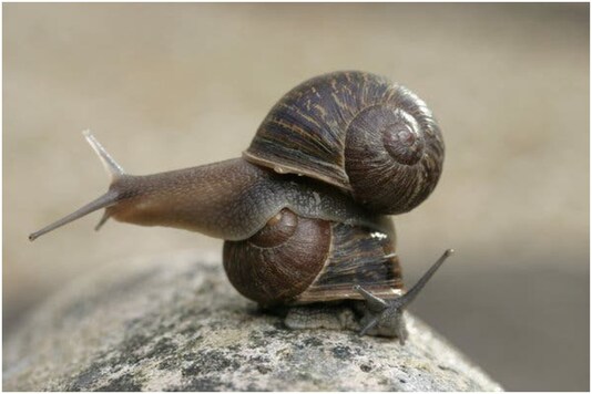 Mass snail death in Bengaluru | Image for representation | Credit: Reuters