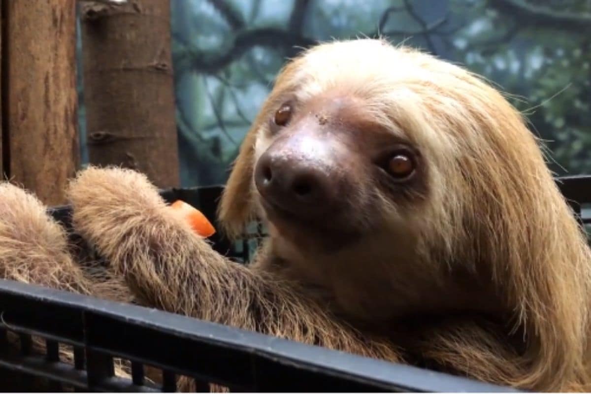‘Cuteness Overload’ Adorable Video of Sloth Eating Carrot at Philadelphia Zoo Goes Viral