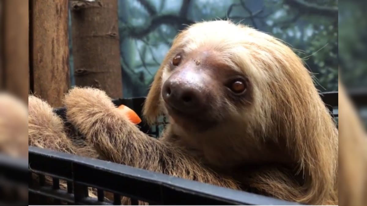 ‘Cuteness Overload:’ Adorable Video of Sloth Eating Carrot at ...