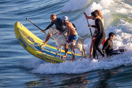 Image result for Goat Spotted Surfing in California Seas, Photos Go Viral on Social Media