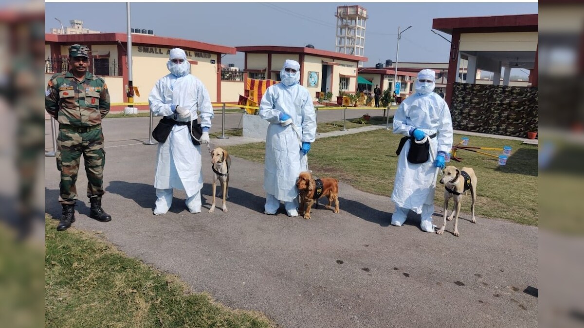 Indian Army Trains Indigenous Dogs to Sniff Out Coronavirus in Seconds