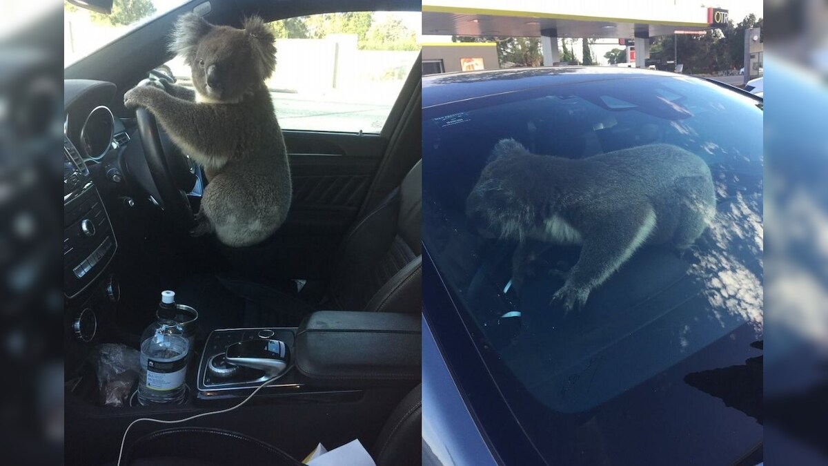 Koala Rescued After Causing Five-Car Collision Trying to Cross Road in Australia