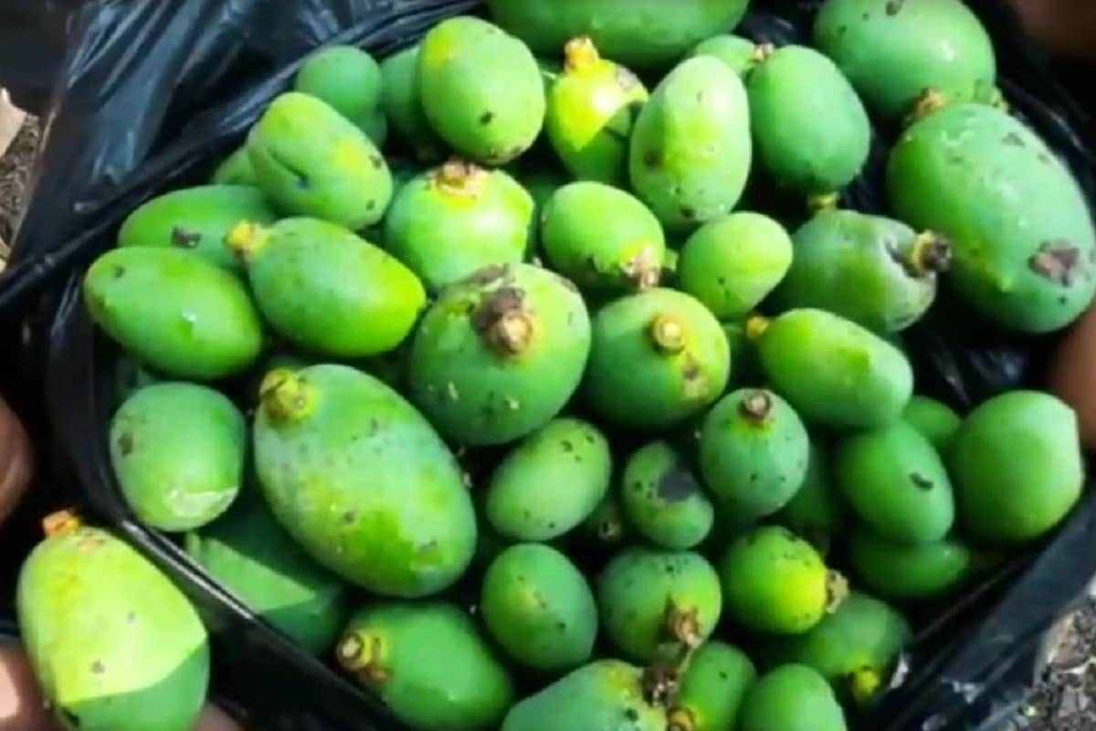 This Town in Rajasthan Developed an Online Platform to Sell Mangoes