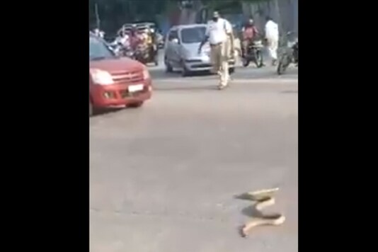  A video showing a cobra slowly crossing the road while cars and two-wheelers waited has gone viral on social media. (Credit: Twitter/Mangalore City)

