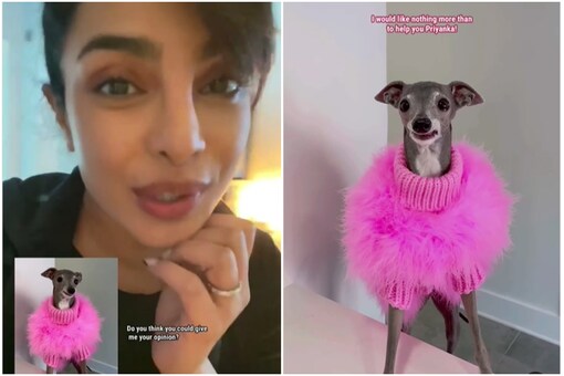 Priyanka Chopra and Her Pet Diana get Fashion Advice from Instagram's Popular Dog Tika the Iggy
