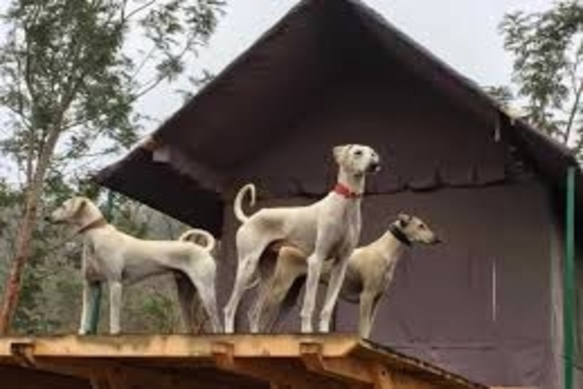 Mudhol Hounds, the Desi Dog Breed PM Modi Spoke of, Have Joined ...