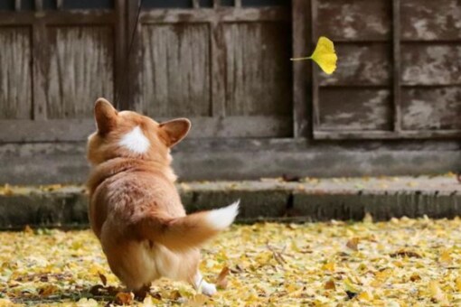 Japan S Star Dog Gen The Corgi Passes Away On Valentine S Day Internet Mourns The Loss