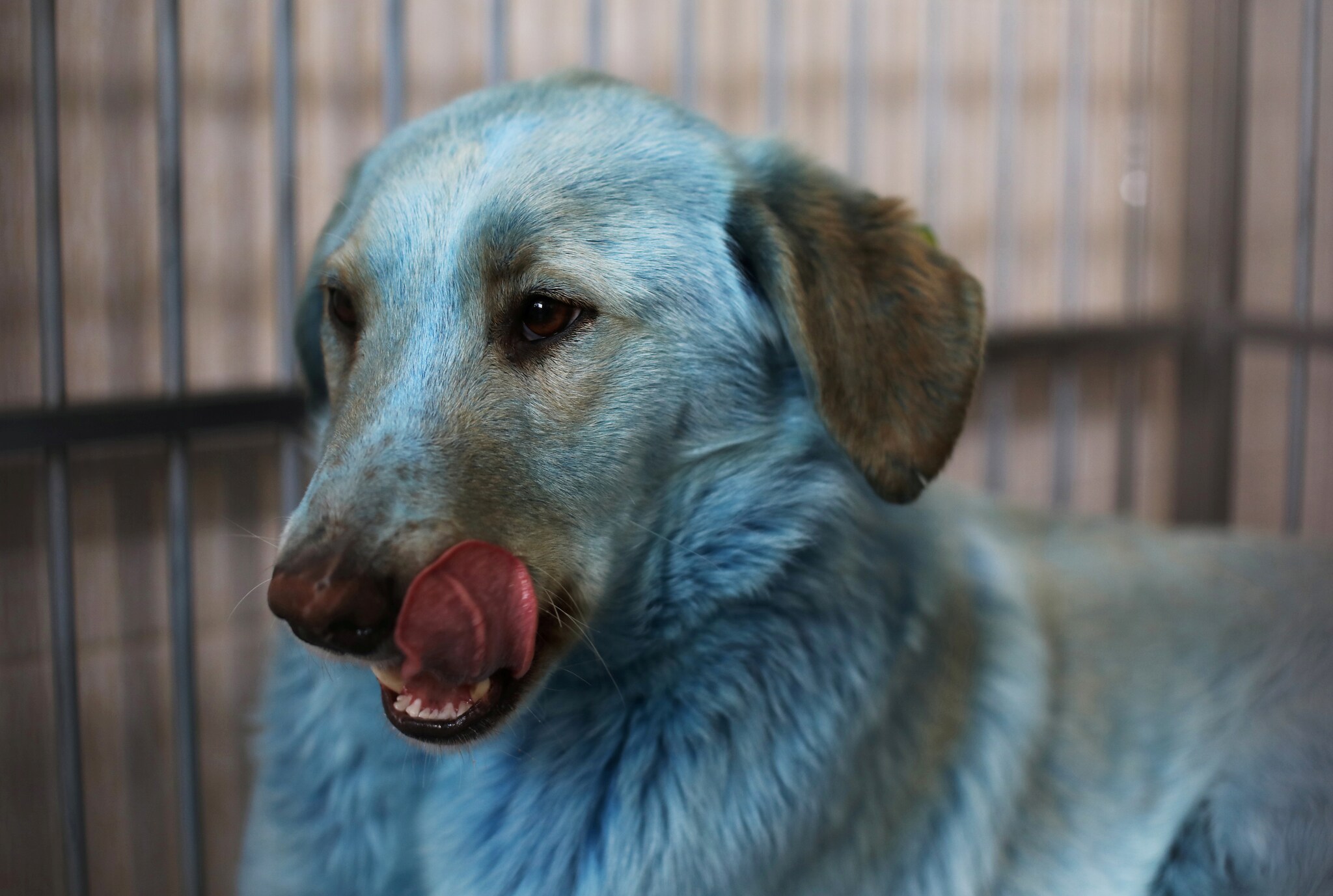 Dog blues. Голубая собака. Синяя собака. Собака с голубой шерстью.