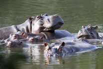Pablo Escobar's Hippos Are Now a Threat to Columbia's Environment. Here's Why Scientists Want to Cull Them Pablo Escobar's Hippos Are Now a Threat to Columbia's Environment. Here's Why Scientists Want to Cull Them