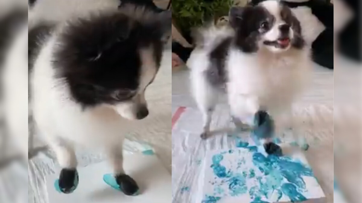 WATCH: Adorable Dog Paints Abstract Art Like a Boss, 'Pawsome' Video Melts Hearts Online