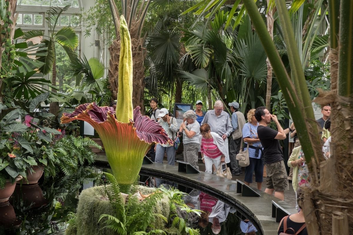 Endangered &#39;Corpse Flower&#39; Blooms in Warsaw, Crowds Watch in Awe