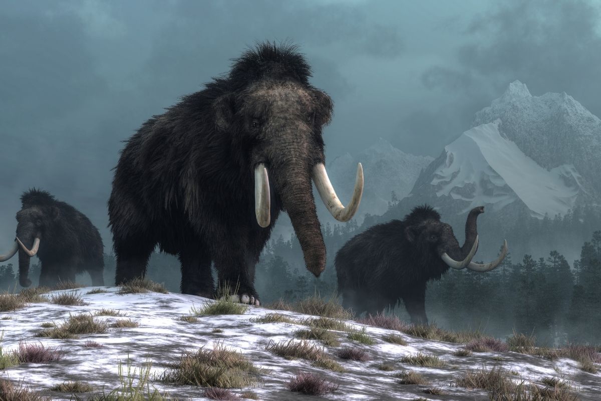 Harvard Scientists Are Trying to Resurrect the Woolly Mammoth Through