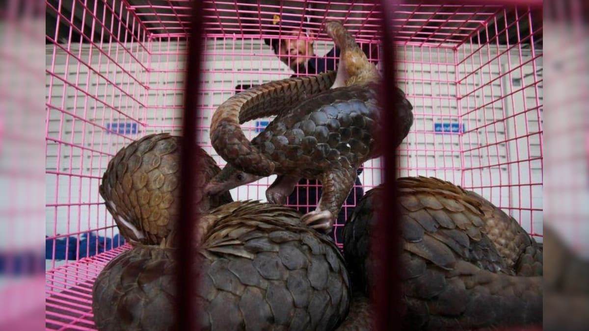 Wildlife Trade By Humans is 62% Of the Reason Animal Species are Slowly Going Extinct