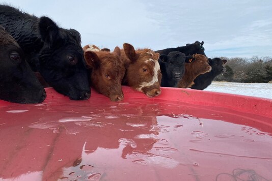 Cattle owned by rancher Austin Miles drink from a water tank, being used while their usual pond is frozen over during the cold weather bout, in Whitesboro, Texas, US February 17, 2021. (REUTERS)
