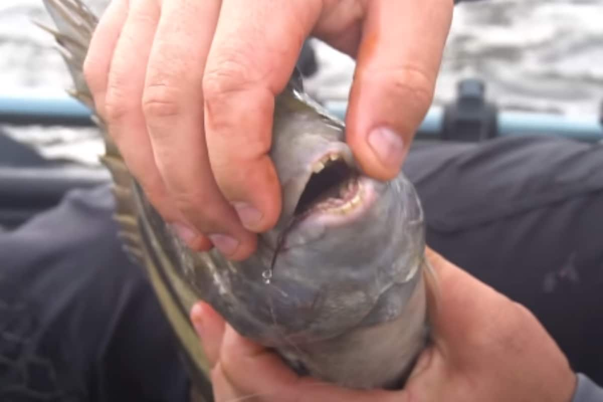 Florida Man Catches Fish With 'Humanlike' Teeth, Releases