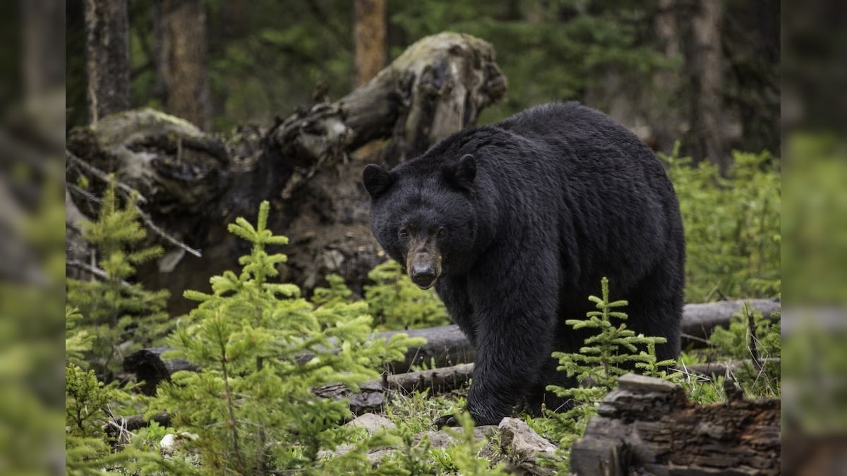 Bear Bites Woman on Buttocks From Below as She Uses Outhouse Washroom