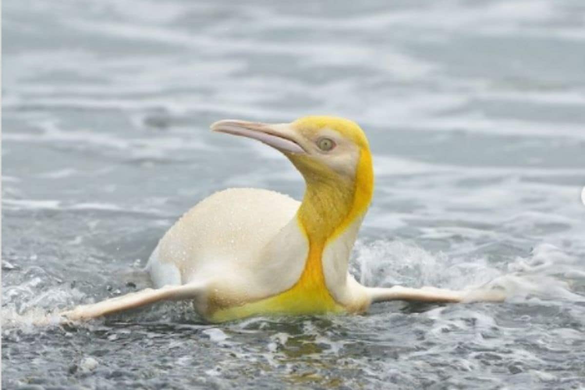 Image result for Rare Yellow Penguin Captured on Camera by Photographer During Expedition in South Georgia
