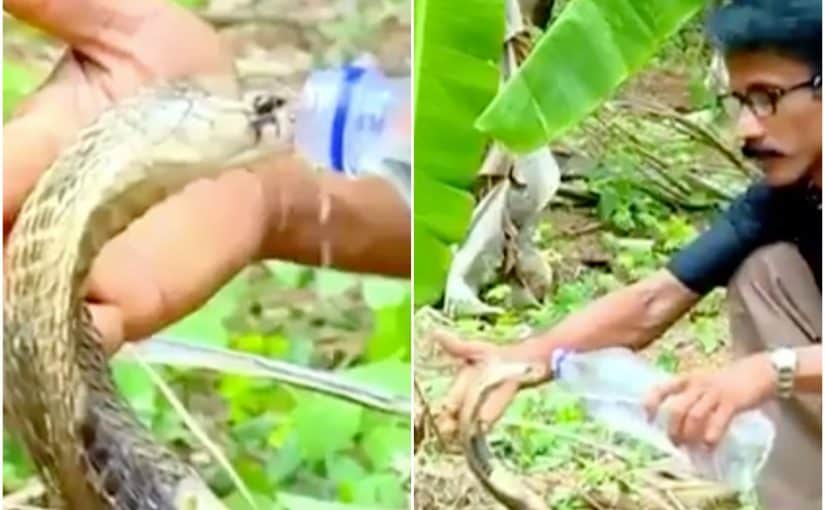 Viral Video: Thirsty Cobra Drinks Water From A Glass, Internet Stunned