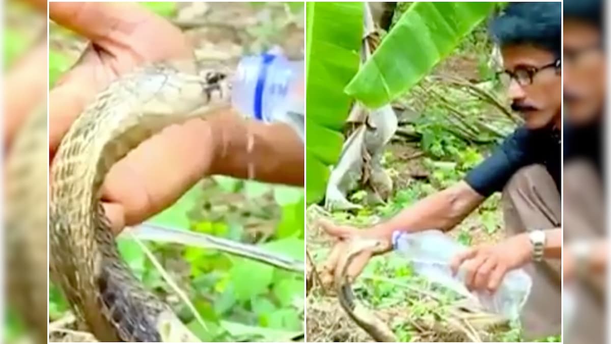 Viral Video of Man Feeding Water to a Cobra with a Bottle Has Left Twitter Impressed