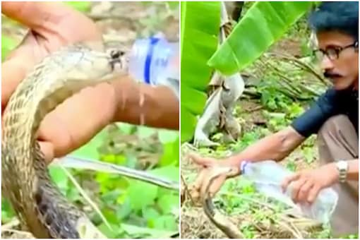 A viral video of a snake drinking water from a bottle has been going viral | Image credit: Twitter 
