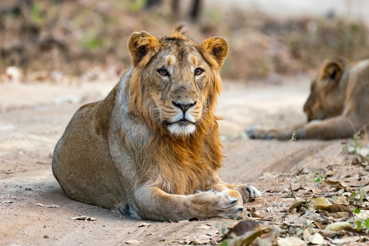 Endangered Asiatic Lion