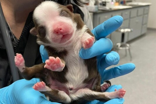 Meet 'Skipper', the puppy born with six legs and two tails.
(Credit: Twitter)
