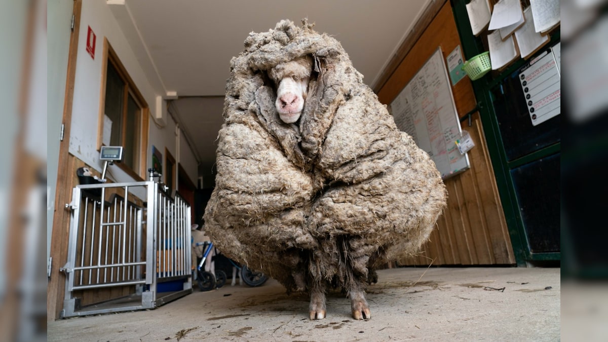 Overweight Sheep Saved in Australia after Rescuers Sheared off 35 kg Fleece from its Body