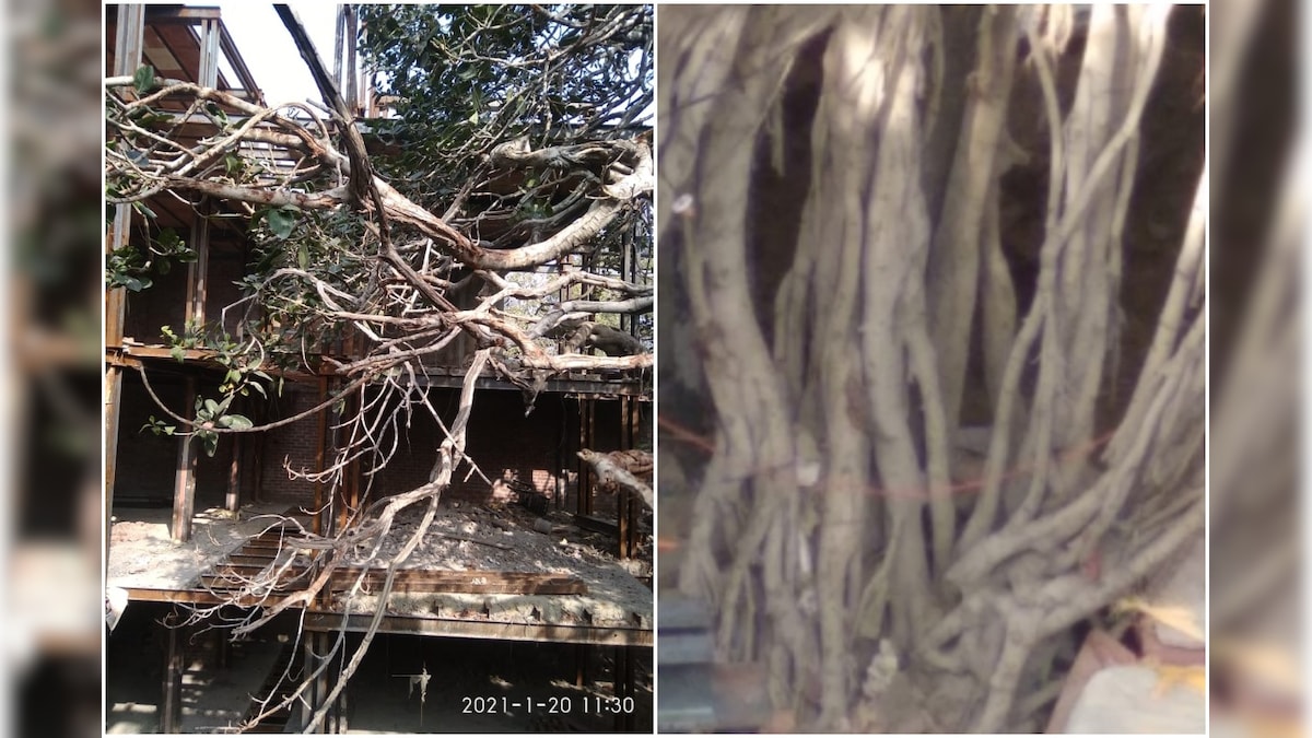 Heritage or Not? 300-Year-Old Banyan Tree in Delhi's Chandni Chowk is Fighting Buildings for Survival