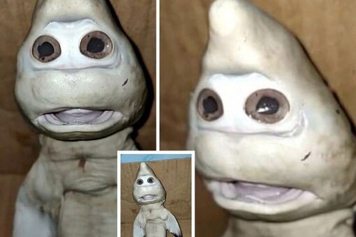 Baby Shark For Real Fisherman Finds Mutant Shark With Human Like Face In Indonesia