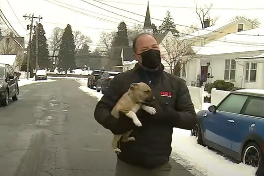 Video grab of adorable puppy crashing the live report. 
(Credit: YouTube)