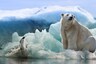 Polar Bears are Using Four Times as Much Energy to Hunt as Climate Change Rapidly Melts Arctic Ice