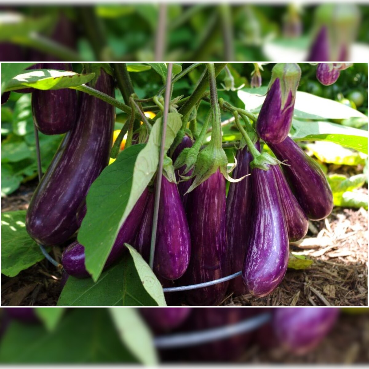 Did You Know Eggplant Can Help You Lose Weight, Cure Anemia?