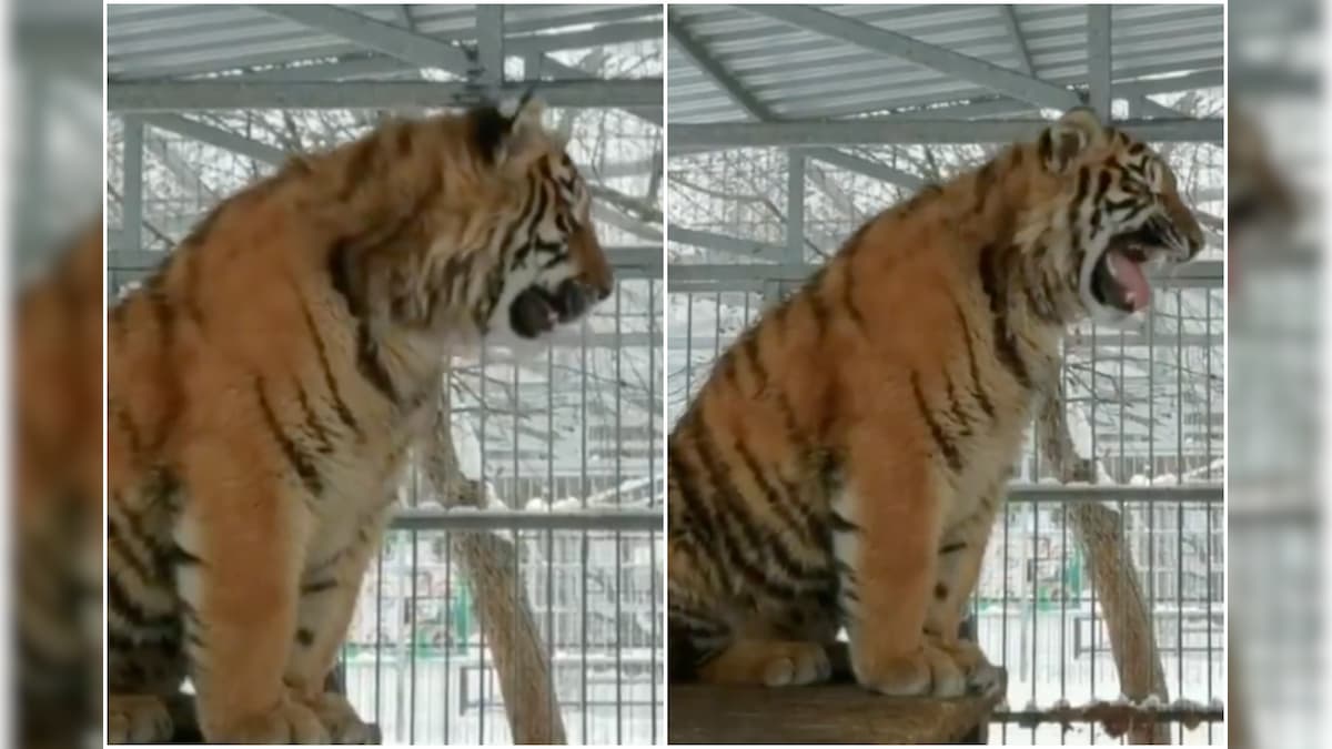 Viral Video of 8-Month-Old Tiger’s 'Melodious Cry’ In Siberian Zoo Has Left Internet Divided