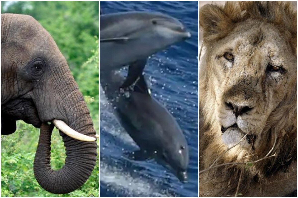 World Wildlife Day 2021 Five Endangered Species We Need To Worry About